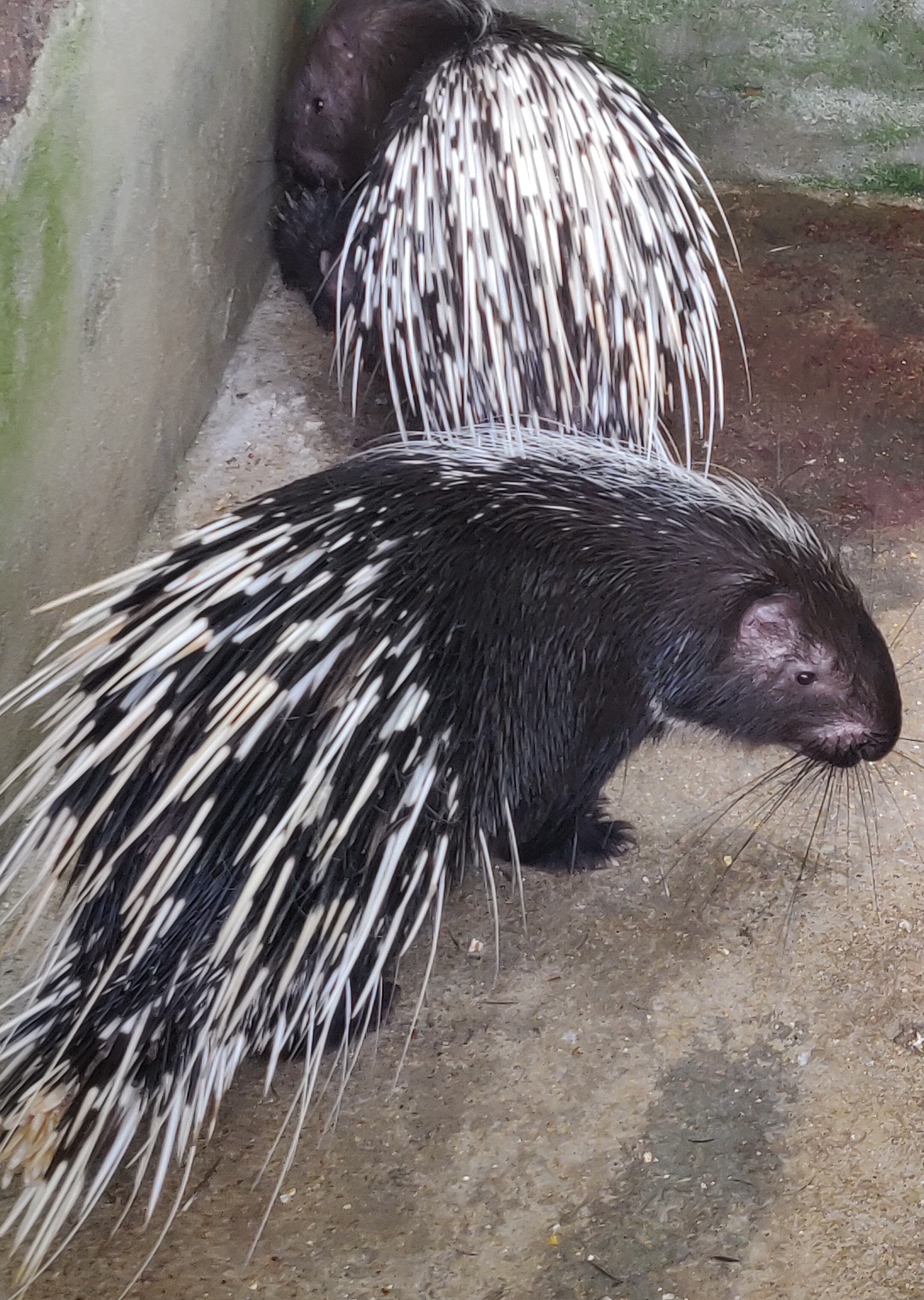 Controversial Porcupines